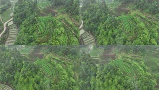 航拍贵州遵义湄潭山野田间夏季茶园风景高清在线视频素材下载