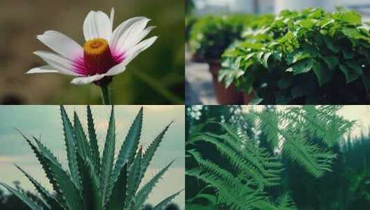 花卉 花朵 植物 鲜花 风景高清在线视频素材下载