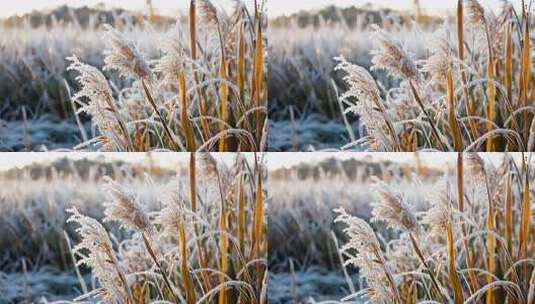 冬天唯美雪景高清在线视频素材下载