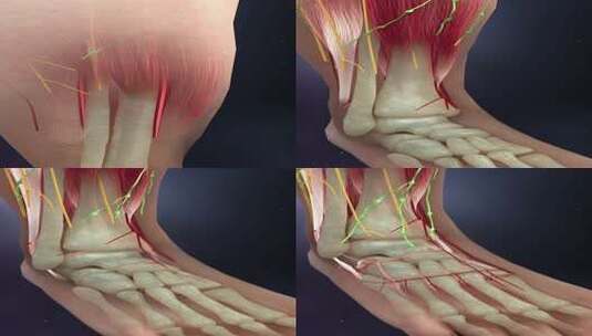 人体组织足部生长动画血管神经淋巴肌肉竖屏高清在线视频素材下载