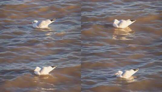 海鸥 鸟 动物 海 海面 海边高清在线视频素材下载