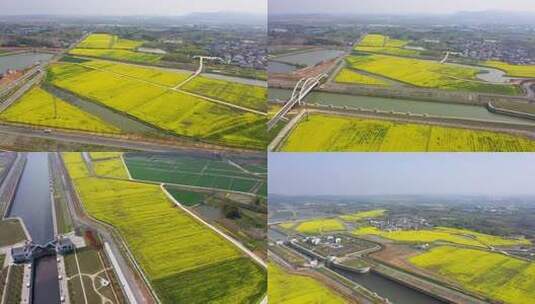 航拍 油菜花 油菜田高清在线视频素材下载