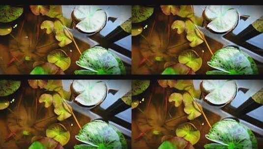 水中漂浮的绿色植物叶子高清在线视频素材下载