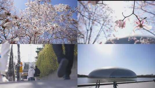 2025北京春暖花开高清在线视频素材下载