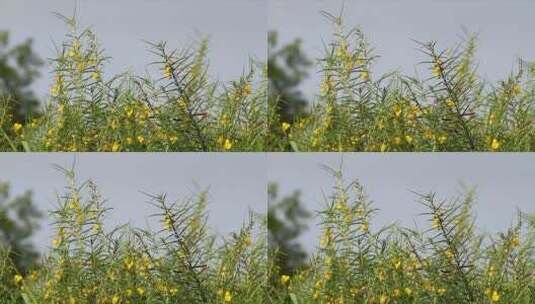 3765_有黄色花瓣的野花高清在线视频素材下载