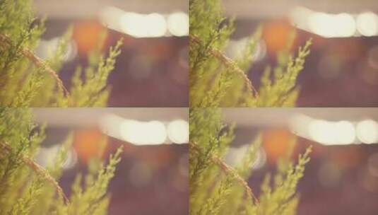 绿色植物和光斑的浅焦镜头高清在线视频素材下载
