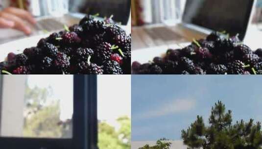 近距离拍摄盆中的树莓高清在线视频素材下载