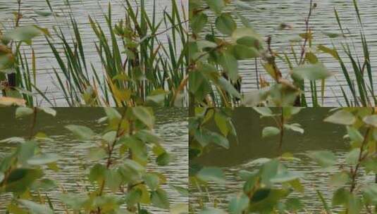 湖边的植物高清在线视频素材下载