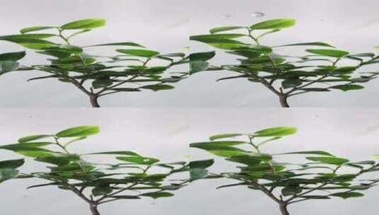 2K竖屏高速摄影水洒在咖啡树上高清在线视频素材下载