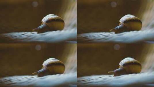 伸触角的蜗牛高清在线视频素材下载