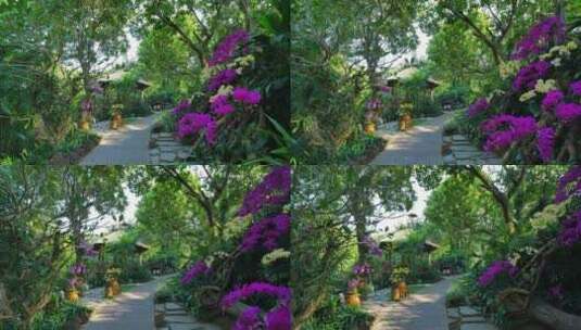 南宁青秀山植物园的兰花高清在线视频素材下载