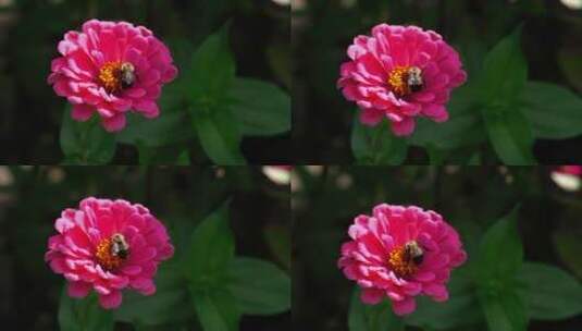 花园里盛开的菊花上蜜蜂正在采蜜高清在线视频素材下载