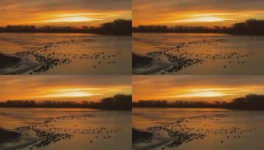 黄昏下小鸟在湖里游泳高清在线视频素材下载