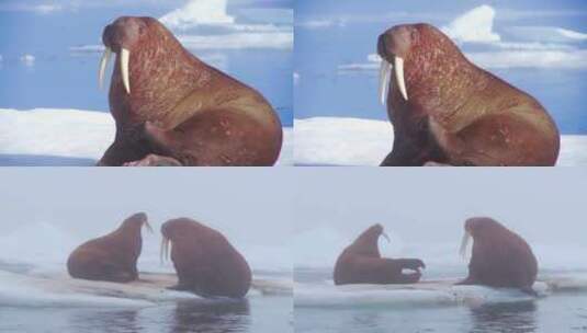 北极冰面上的海象高清在线视频素材下载
