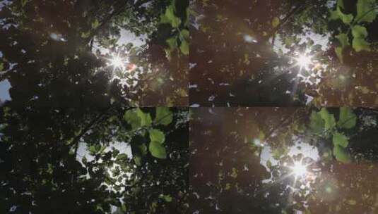 阳光透过树叶缝隙高清在线视频素材下载