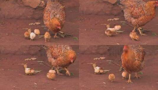 母鸡戴着幼崽觅食高清在线视频素材下载