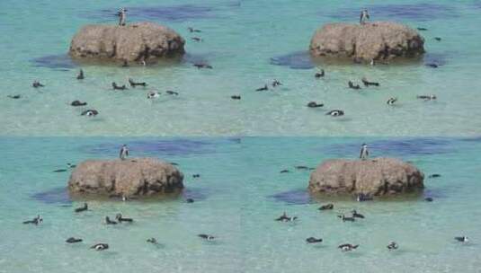 企鹅在海边游泳高清在线视频素材下载