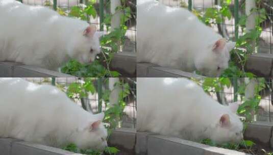 春天午后在院子里玩耍的白色宠物猫高清在线视频素材下载