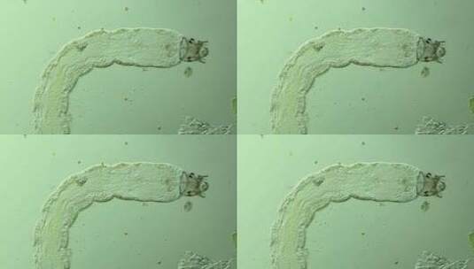 生物科普科研素材 显微镜下的生物4高清在线视频素材下载