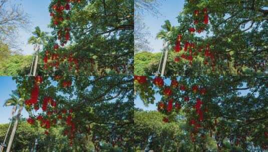 春节红灯笼祈福许愿树高清在线视频素材下载