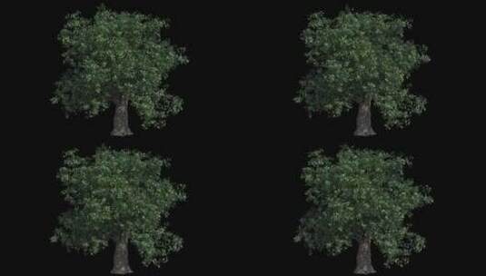 树 树木 三维 透明通道 灌木 大树 森林高清在线视频素材下载