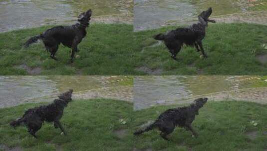 小黑狗在草地上甩掉身上的水落水狗高清在线视频素材下载