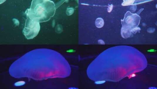 【镜头合集】海月水母星月水母海蜇高清在线视频素材下载
