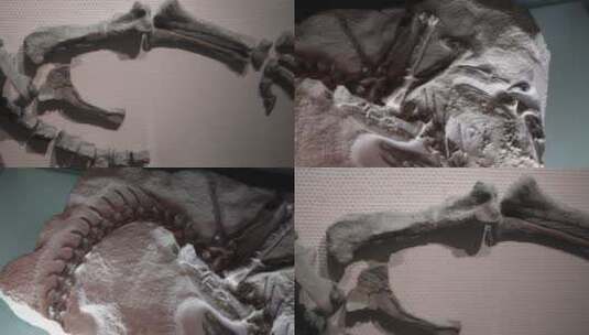 【镜头合集】博物馆展出恐龙化石高清在线视频素材下载