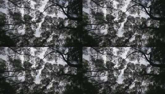 大自然植物树枝树叶高清在线视频素材下载