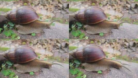 一只蜗牛在岩石上缓缓移动高清在线视频素材下载
