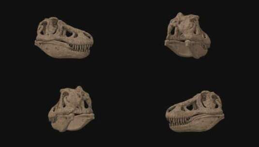 三维模型霸王龙头骨高清在线视频素材下载