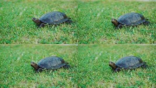 小乌龟在草地上慢慢爬行动物宠物高清在线视频素材下载