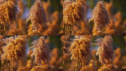 夕阳下的芦苇丛高清在线视频素材下载