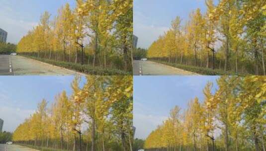 树叶秋天美丽银杏树高清在线视频素材下载