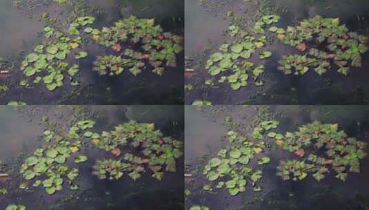 水面上漂浮的落叶高清在线视频素材下载
