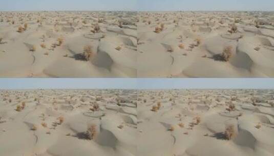 新疆塔克拉玛干沙漠胡杨林自然风光高清在线视频素材下载