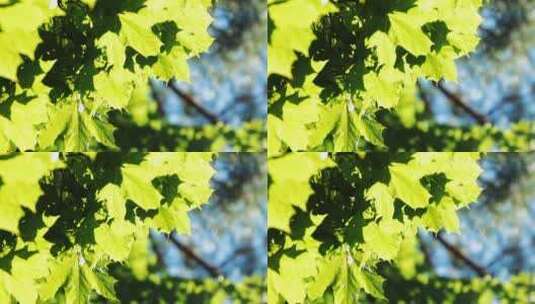 绿色的枫树叶高清在线视频素材下载