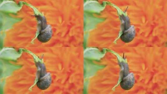 雨后蜗牛在吃菜叶觅食害虫高清在线视频素材下载