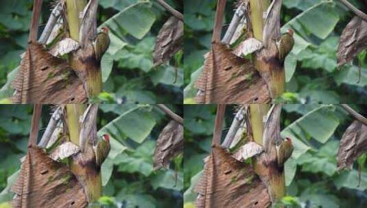 啄木鸟吃树干中的虫子高清在线视频素材下载