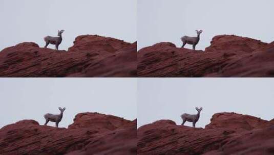 岩石山顶上的山羊高清在线视频素材下载