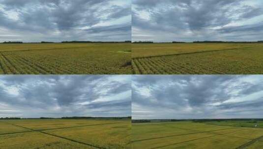 东北大米主产区嫩江平原水稻田高清在线视频素材下载