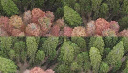秋天树林航拍高清在线视频素材下载
