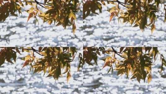秋天黄叶和波光粼粼的水面高清在线视频素材下载