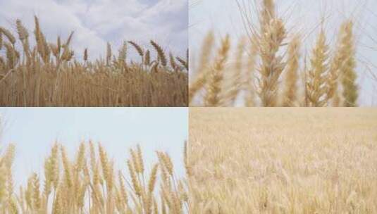小麦丰收 麦穗 机械化丰收高清在线视频素材下载