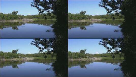沼泽地的鸟放大镜头高清在线视频素材下载