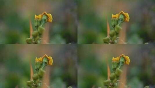 黄色花朵微距景观高清在线视频素材下载