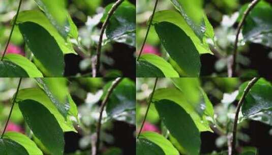 植物夏季降雨高清在线视频素材下载