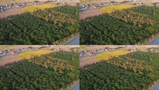 航拍上海郊区秋季田野高清在线视频素材下载