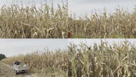 农村玉米地秋收场景高清在线视频素材下载