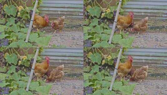 乡村菜地旁边三只鸡 一只打鸣高清在线视频素材下载